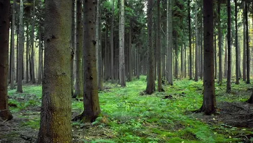 仟億達831999：林業(yè)碳匯項目的儲備與開發(fā)&ldquo;意義