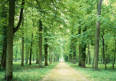 仟億達（831999）林業(yè)碳匯，還地球一片綠色